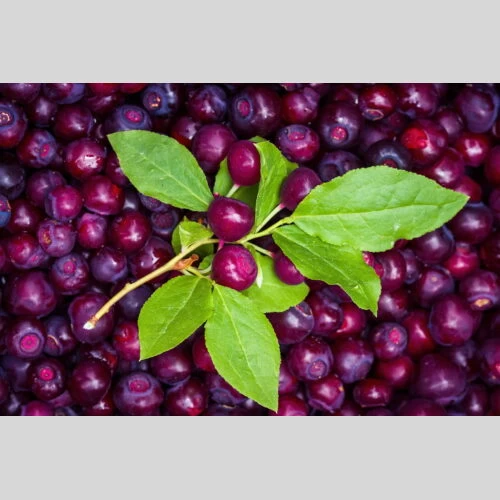 Maui Wowie, Hypothermic Huckleberry Ice- 2 gram Vape Box - Image 3